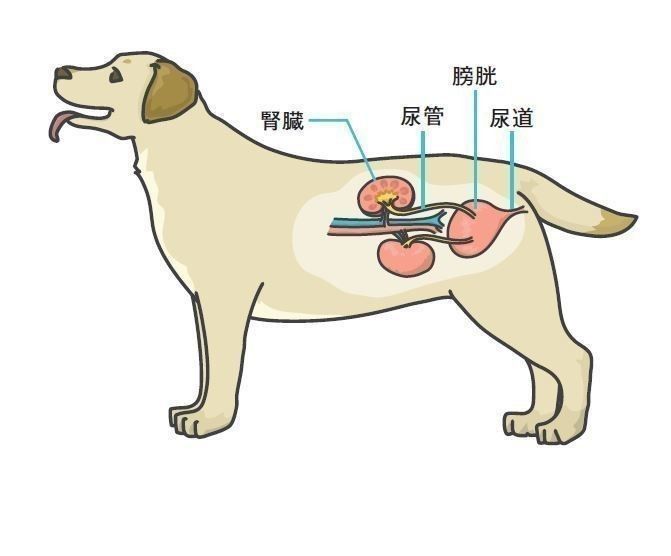 犬の慢性腎臓病とフード選び 症状と対策 食事療法 いぬのきもちweb Magazine